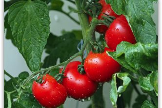 cultivo del tomate