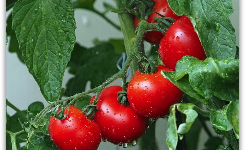 cultivo del tomate